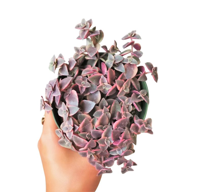 CALICOKITTENCRASSULA