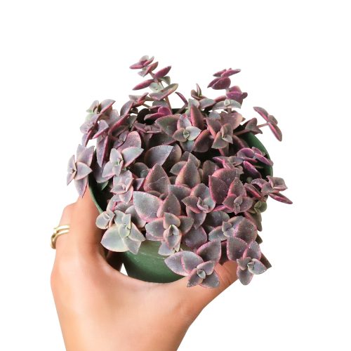 CALICOKITTENCRASSULA1