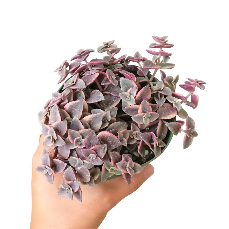 CALICOKITTENCRASSULA2