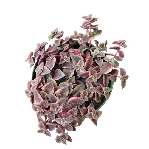 CALICOKITTENCRASSULA3