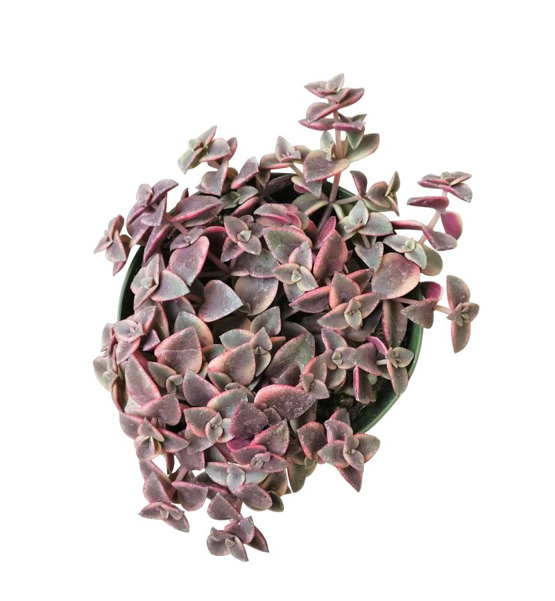 CALICOKITTENCRASSULA3