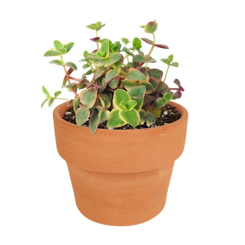 Calico kitten crassula for sale, Rare succulents, crassula varieties, succulent gift ideas, houseplant for home and office, rare succulent for sale