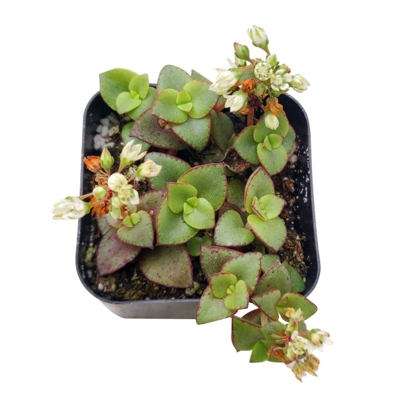 CALICOKITTENCRASSULA4