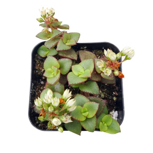 CALICOKITTENCRASSULA5