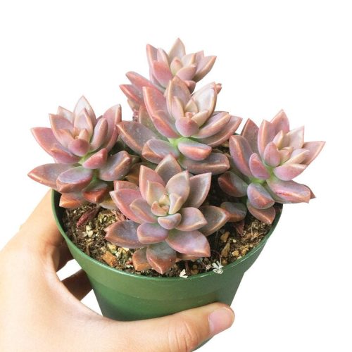 Graptosedum california sunset, succulent subscription, monthly succulents, succulent care, succulent plant, how to grow succulents, Rare succulents, Succulents, succulents store in CA, Graptosedum california sunset in California, How to grow Graptosedum california sunset, echeveria, echeveria succulent, echeveria types, succulent echeveria, buy succulents online, succulent shop, succulent store, echeveria plant,