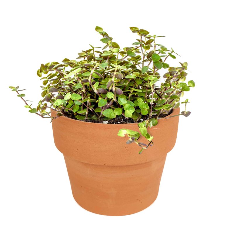 Callisia Repens Creeping Inch Plant, Turle Vine, Bolivian Jew, Succulents for sale, Best Indoor Plant, Creeping Basketplant, Succulent gift ideas, vining plant for sale