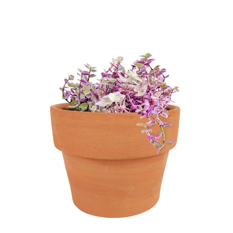 4 inch callisia repens pink lady in terra cotta pot for sale, creeping inch plant, buy pink vine plant online, pink panther plant online, rare hanging basket plant