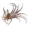 Tillandsia Capitata Dominican Republic Maroon Air Plant for sale, Capitata Dominican Republic air plant for sale, Air plants subscription box delivered monthly, Air plants gift ideas, Air plants home decor ideas, Rare air plants for sale