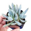 Senecio serpens succulent, succulents shop in California, Succulents shop near me, succulent subscription, succulent care, how to grow succulents, succulents garden, indoor succulents, Succulents, Senecio serpens succulent in California, How to grow Senecio serpens succulent