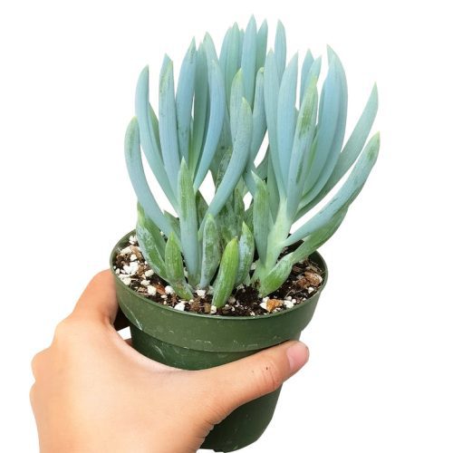 Senecio serpens succulent, succulents shop in California, Succulents shop near me, succulent subscription, succulent care, how to grow succulents, succulents garden, indoor succulents, Succulents, Senecio serpens succulent in California, How to grow Senecio serpens succulent