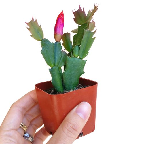 2 inch christmas cactus plant for sale online, small christmas cactus in grower pot for sale, best place to buy christmas cactus online, christmas cactus blooming