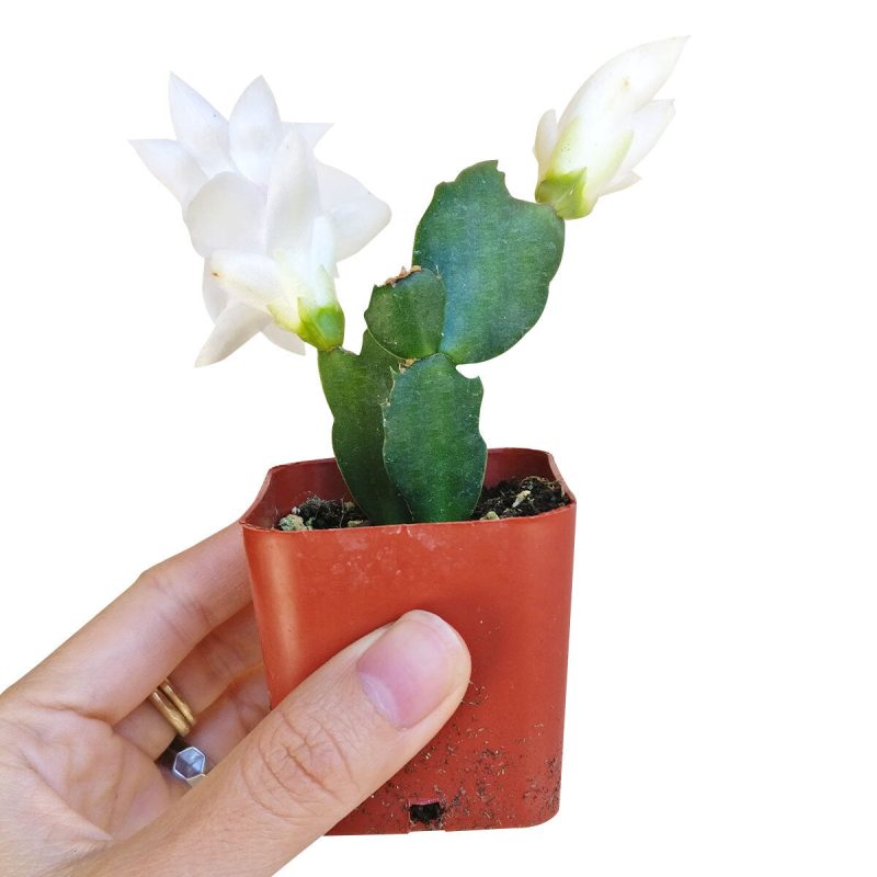 CHRISTMAS CACTUS 3