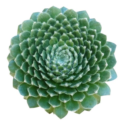 ciliosum hen and chicks, indoor succulents, Succulents shop near me, succulent subscription, Rare succulents, succulent care, how to grow succulents, succulents store in CA, monthly succulents, ciliosum hen and chicks in California, How to grow ciliosum hen and chicks. indoor succulents.