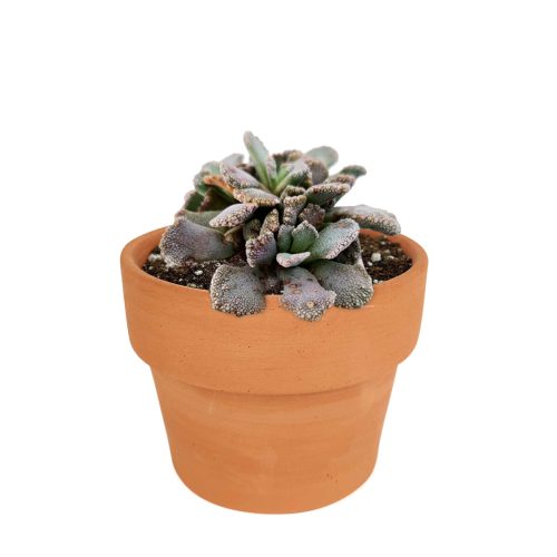 How to grow Titanopsis calcarea Jewel Plant, rare succulents, rare succulents for sale, unique succulents, buy succulents online, rare succulent, succulent shop, unusual succulents, succulent store, succulents online