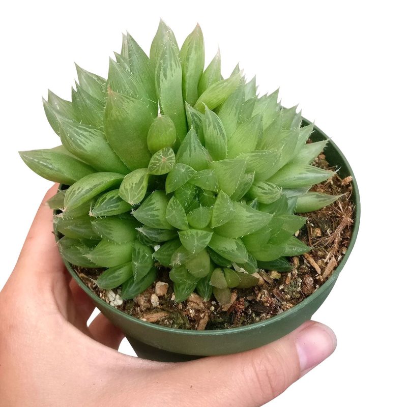 Haworthia Cooperi for sale, succulents shop in California, how to grow succulents, monthly succulents, indoor succulents, succulent care tips, succulent care, succulent subscription, cactus, Haworthia Cooperi in California, How to grow Haworthia Cooperi. indoor succulents