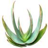 Coral Aloe Striata for Sale, Rare succulents, how to grow succulents, succulents shop in California, succulent plant, monthly succulents, succulents store in CA, cactus, succulent care, Coral Aloe Striata in California, How to grow Coral Aloe Striata