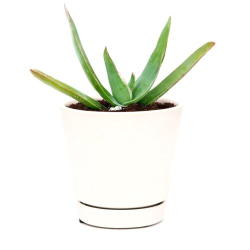 Coral Aloe Striata for Sale, Rare succulents, how to grow succulents, succulents shop in California, succulent plant, monthly succulents, succulents store in CA, cactus, succulent care, Coral Aloe Striata in California, How to grow Coral Aloe Striata