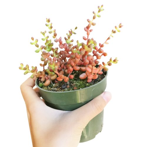 Coral bells sedum, sedum stahlii coral beads , cactus, Succulents shop near me, indoor succulents, how to grow succulents, Succulents, succulent care, succulents store in CA, succulent subscription, Coral bells sedum in California, How to grow Coral bells sedum