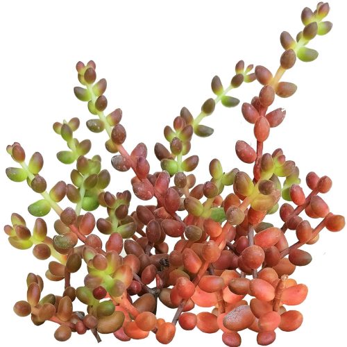 Coral bells sedum, sedum stahlii coral beads , cactus, Succulents shop near me, indoor succulents, how to grow succulents, Succulents, succulent care, succulents store in CA, succulent subscription, Coral bells sedum in California, How to grow Coral bells sedum