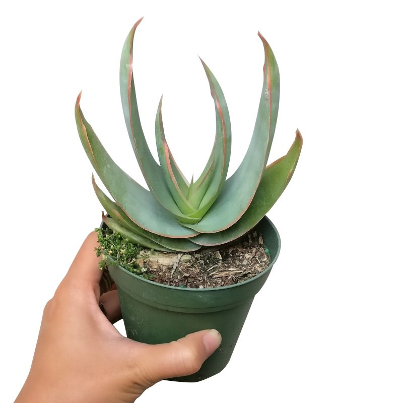 CORALALOEVERASTRIATA1