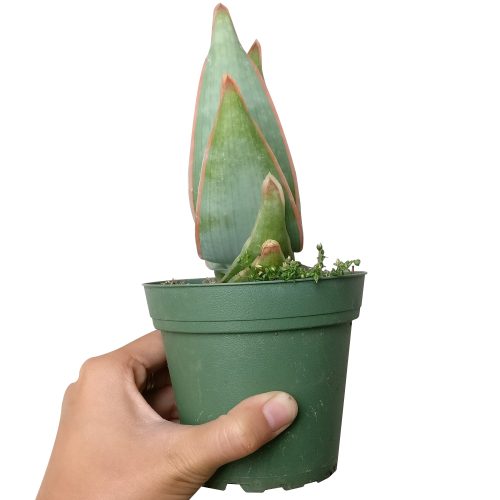 CORALALOEVERASTRIATA3