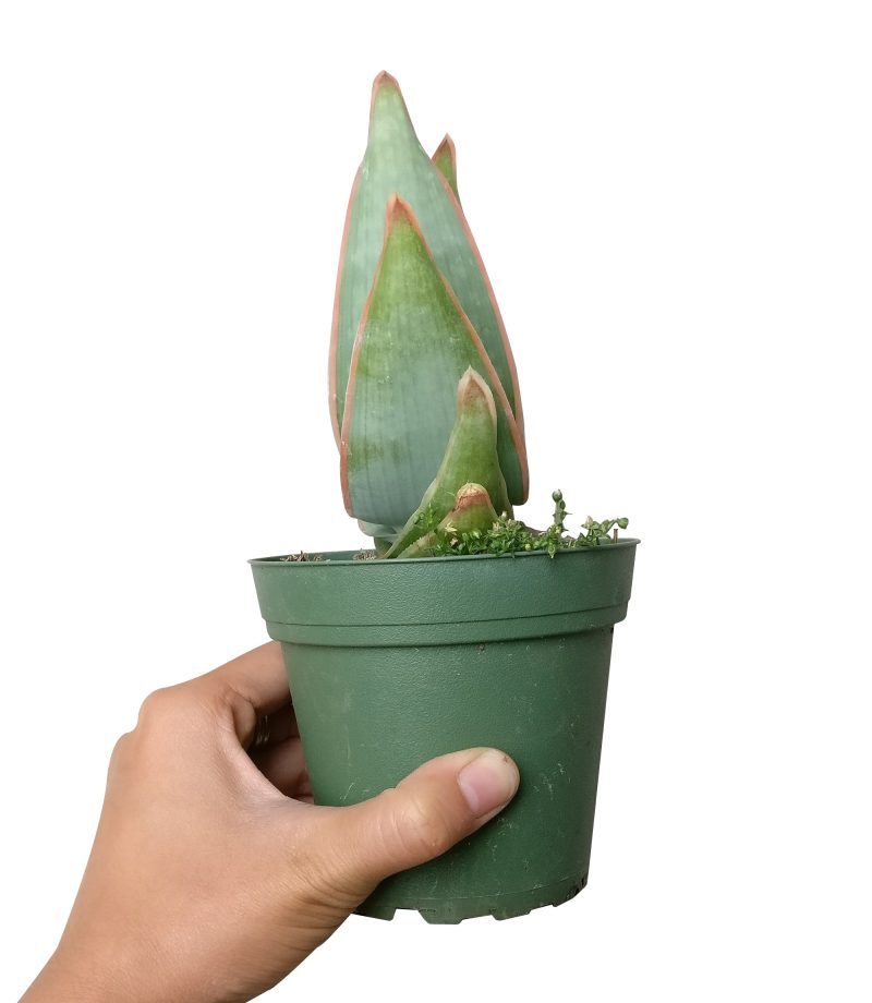 CORALALOEVERASTRIATA3