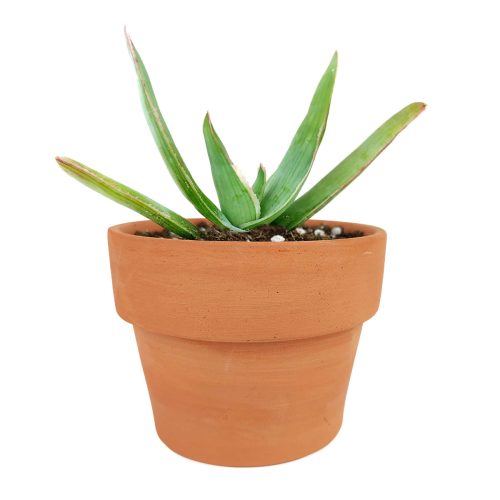 Coral Aloe Striata for Sale, Rare succulents, how to grow succulents, aloe plant for sale