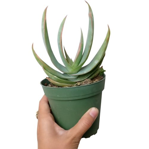 Coral Aloe near me, succulent subscription, Rare succulents, succulent care guide, indoor succulents, Succulents shop near me, succulents shop in California, succulent plant, succulents store in CA, Coral Aloe in California, How to grow Coral Aloe