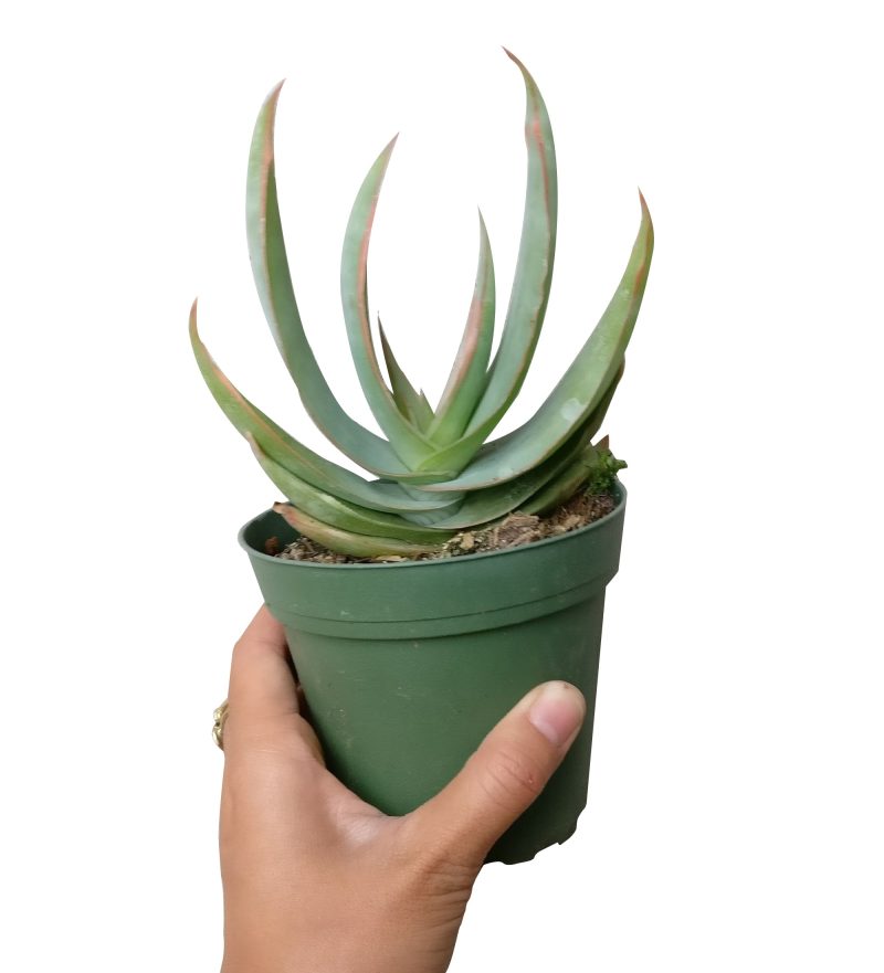 Coral Aloe near me, succulent subscription, Rare succulents, succulent care guide, indoor succulents, Succulents shop near me, succulents shop in California, succulent plant, succulents store in CA, Coral Aloe in California, How to grow Coral Aloe