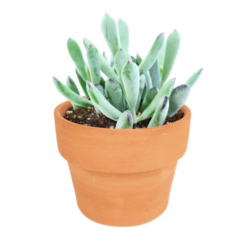 Succulents shop near me, succulents shop in California, succulent subscription, Cotyledon orbiculata in California, How to grow Cotyledon orbiculata