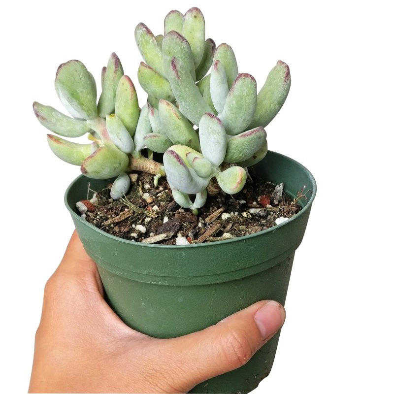 Cotyledon orbiculata succulent, succulent care, Succulents shop near me, Succulents, succulent subscription, Rare succulents, indoor succulents, cactus, succulent care guide, Cotyledon orbiculata succulent in California, How to grow Cotyledon orbiculata succulent