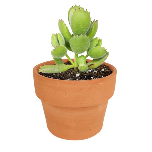 succulent care guide, succulents shop in California, monthly succulents, cotyledon bear paw in California, How to grow cotyledon bear paw