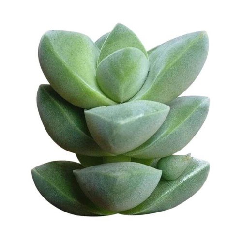 Crassula Moonglow for Sale, Succulents, Rare succulents, succulents store in CA, succulent care tips, succulent care guide, succulent care, succulent plant, monthly succulents, Crassula Moonglow in California, How to grow Crassula Moonglow, crassula, crassula plant, crassula succulent, crassula types, crassula varieties, types of crassula, crassula species, crassulas, succulent crassula