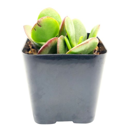 CRASSULA OVATA OBLIQUA JADE PLANT 2 inch 1