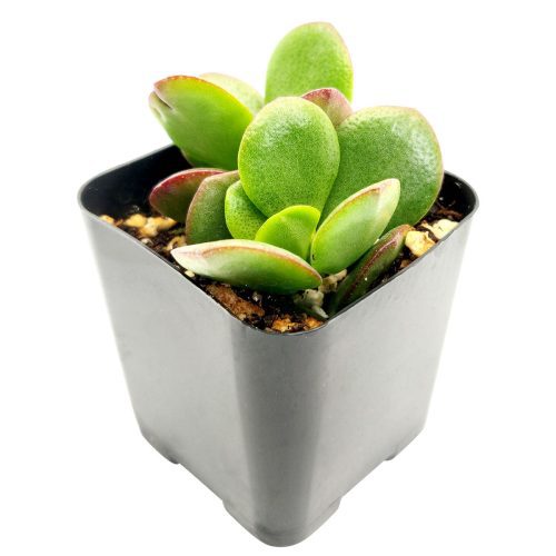 CRASSULA OVATA OBLIQUA JADE PLANT 2 inch 2