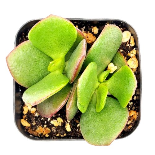 CRASSULA OVATA OBLIQUA JADE PLANT 2 inch 3