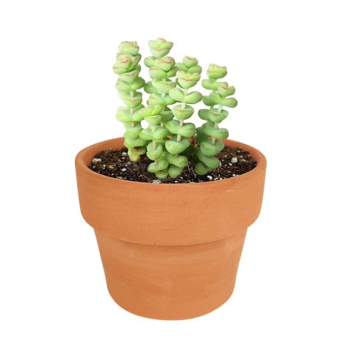 Crassula baby necklace, succulent care, how to grow succulents, succulents shop in California, cactus, succulent care guide, succulent subscription, Rare succulents