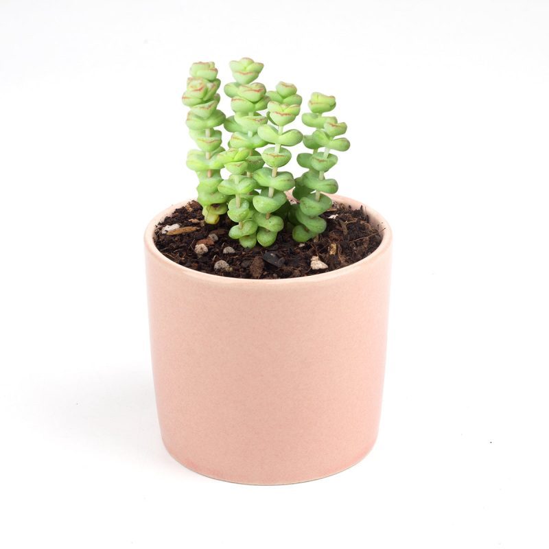 Crassula baby necklace, crassula, crassula plant, crassula succulent, crassula types, crassula varieties, types of crassula, crassula species, crassulas, succulent crassula