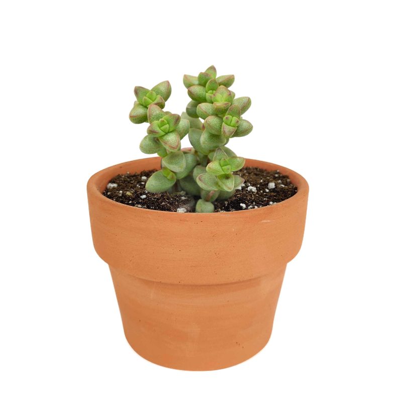 crassula species, growing crassula, cactus, succulent care tips, succulent care, monthly succulents, succulent plant, Succulents, succulents shop in California, indoor succulents