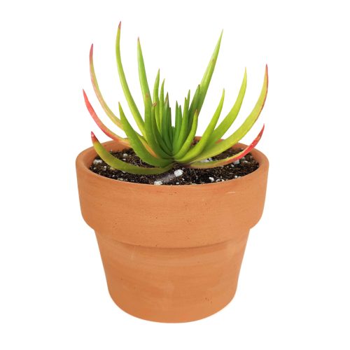 succulent care tips, Devil horns succulent in California, How to grow Devil horns succulent, crassula, crassula plant, crassula succulent, crassula types, crassula varieties, types of crassula, crassula species, crassulas, succulent crassula