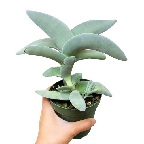 propeller plant, rare succulent, indoor succulents, succulent care, succulents garden, monthly succulents, cactus, succulents store in CA, how to grow succulents, Rare succulents, propeller plant in California, How to grow propeller plant, crassula, crassula plant, crassula succulent, crassula types, crassula varieties, types of crassula, crassula species, crassulas, succulent crassula