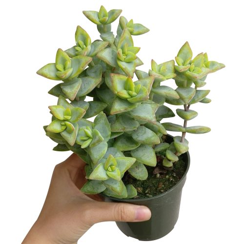 crassula rupestris for sale, succulent subscription, indoor succulents, succulents garden, Succulents shop near me, cactus, succulent care, succulents store in CA, succulent care guide, crassula rupestris in California, How to grow crassula rupestris, crassula, crassula plant, crassula succulent, crassula types, crassula varieties, types of crassula, crassula species, crassulas, succulent crassula