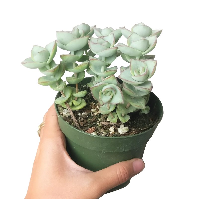 garden shopping, garden gift, monthly succulents, succulent care, cactus, succulents shop in California, succulent care guide, Succulents, how to grow succulents, succulent subscription, crassula ivory towers in California, How to grow crassula ivory towers, crassula, crassula plant, crassula succulent, crassula types, crassula varieties, types of crassula, crassula species, crassulas, succulent crassula