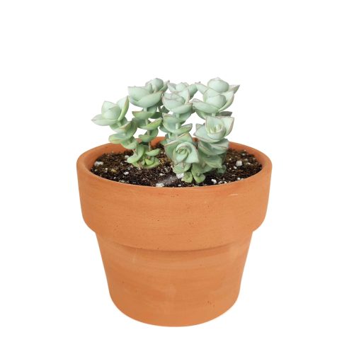 how to grow succulents, succulent subscription, crassula ivory towers in California, How to grow crassula ivory towers, crassula, crassula plant, crassula succulent, crassula types, crassula varieties, types of crassula, crassula species, crassulas, succulent crassula