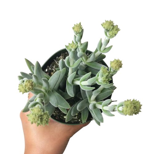 Crassula Mesembryanthemoides Tenelli fuzzy, grey-green leaves for sale, How to care for Crassula Mesembryanthemoides Tenelli, How to grow Crassula Mesembryanthemoides Tenelli indoor, succulents for sale, succulent gift box, succulent decor ideas, crassula, crassula plant, crassula succulent, crassula types, crassula varieties, types of crassula, crassula species, crassulas, succulent crassula