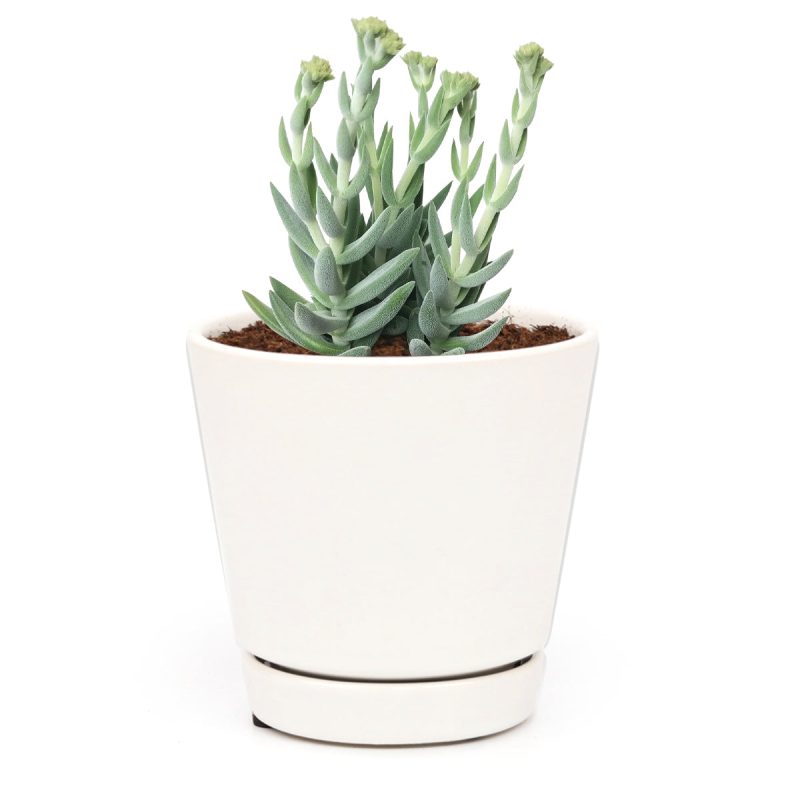 How to grow Crassula Mesembryanthemoides Tenelli indoor, succulents for sale, succulent gift box, succulent decor ideas