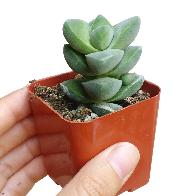 CRASSULAMOONGLOWSUCCULENT