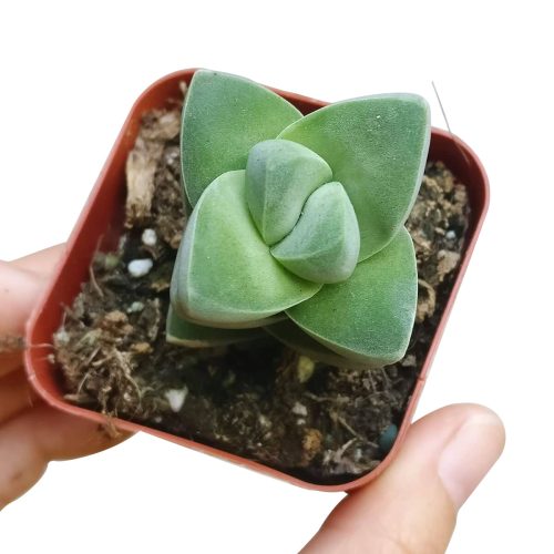 crassula, crassula plant, crassula succulent, crassula types, crassula varieties, types of crassula, crassula species, crassulas, succulent crassula