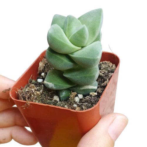 CRASSULAMOONGLOWSUCCULENT4