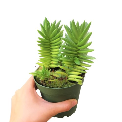 crassula capitella, crassula red pagoda shark tooth succulent, crassula corymbulosa, buy crassula succulent/ crassula plant, crassula types/ types of crassula, colorful succulent plants